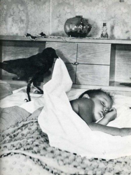 Vintage Animal Oddities, Staged Scenes and Fatal Fall Photos, 1850s-1980s - strange photos from past 020