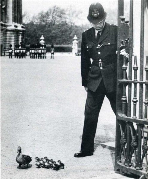 Vintage Animal Oddities, Staged Scenes and Fatal Fall Photos, 1850s-1980s - strange photos from past 021
