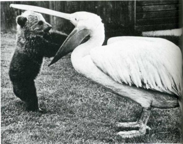 Vintage Animal Oddities, Staged Scenes and Fatal Fall Photos, 1850s-1980s - strange photos from past 022