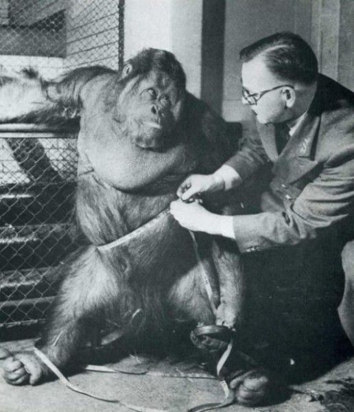 Vintage Animal Oddities, Staged Scenes and Fatal Fall Photos, 1850s-1980s - strange photos from past 024