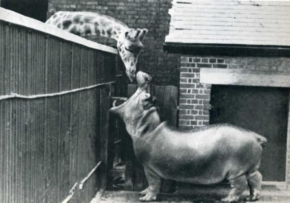 Vintage Animal Oddities, Staged Scenes and Fatal Fall Photos, 1850s-1980s - strange photos from past 026