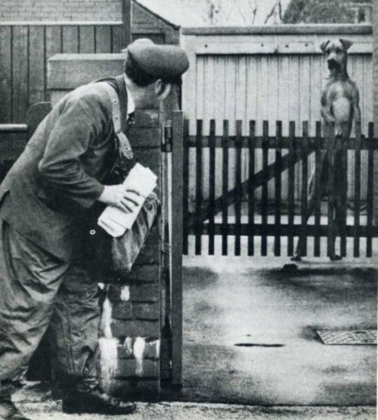 Vintage Animal Oddities, Staged Scenes and Fatal Fall Photos, 1850s-1980s - strange photos from past 027