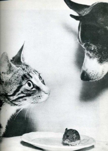 Vintage Animal Oddities, Staged Scenes and Fatal Fall Photos, 1850s-1980s - strange photos from past 030