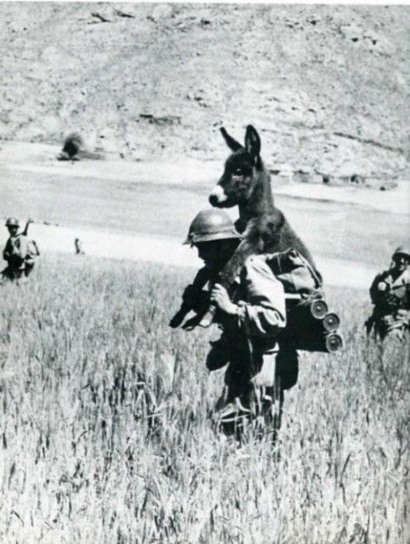 Vintage Animal Oddities, Staged Scenes and Fatal Fall Photos, 1850s-1980s - strange photos from past 031