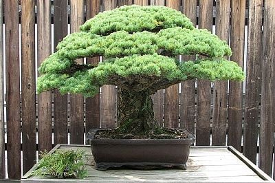japanese-white-pine-bonsai-masaru-yamaki-us-bicentennial-2.jpg