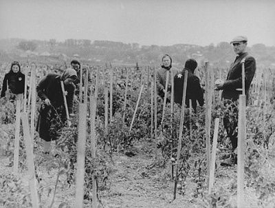 jews-cultivate-tomato-patch-kovno-ghetto.jpg