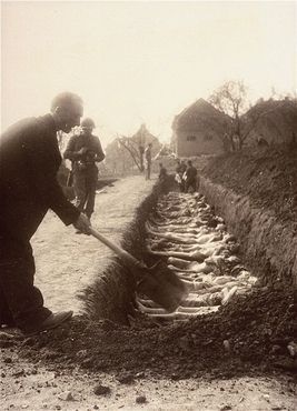 Mittelbau-Dora Liberation and Boelcke Kaserne, Nordhausen, Germany, 1945 - Walter Kallaur, Polish civilian buries the body of his mother, Elizabeth Kallauer, who had been