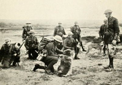 arrival-of-dog-with-message.jpg