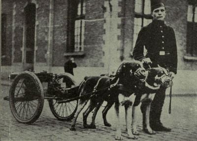 belgian-machine-gun-dogs.jpg