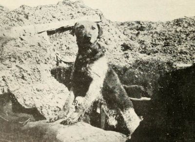 belgian-sentry-dog-on-western-front-1914.jpg