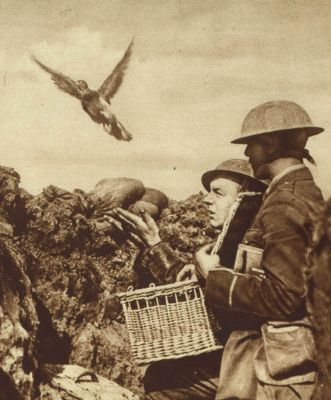 british-carrier-pigeon-being-released.jpg
