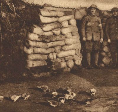 british-carrier-pigeons-eating-breakfast.jpg