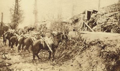 british-cavalry-horses-tethered-behind-dugouts.jpg