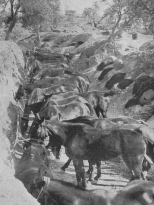 british-horses-in-trench-at-galipoli.jpg