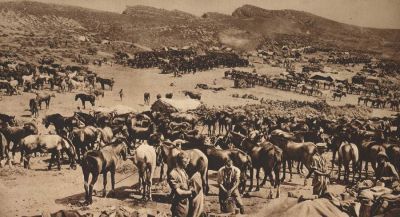 british-horses-on-shore-at-suvla-bay-galipoli.jpg