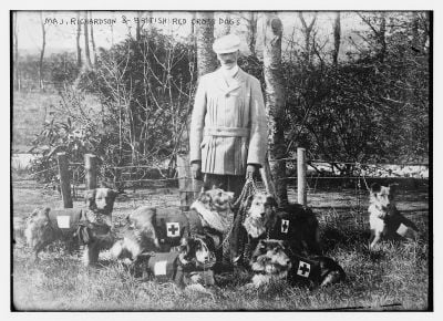 british-red-cross-dogs.jpg