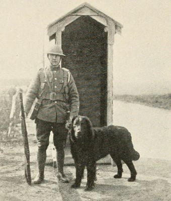 british-sentry-dog.jpg