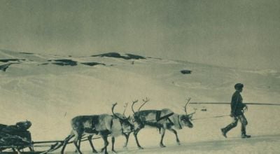 british-supply-sledge-pulled-by-reindeer-in-russia.jpg