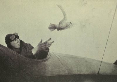 carrier-pigeon-released-from-aircraft.jpg