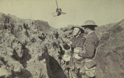 Carrier-pigeon-released-from-british-trench.jpg