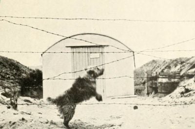 dog-guarding-a-magazine.jpg