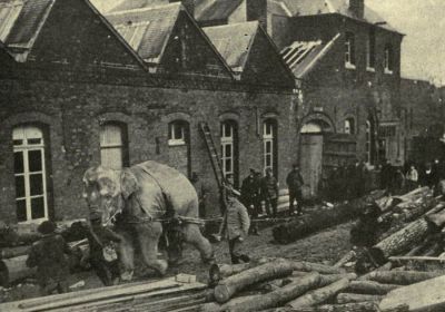 elephants-used-by-german-troops-for-hauling-timber.jpg