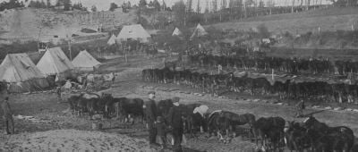 french-blue-cross-society-for-sick-and-injured-horeses.jpg