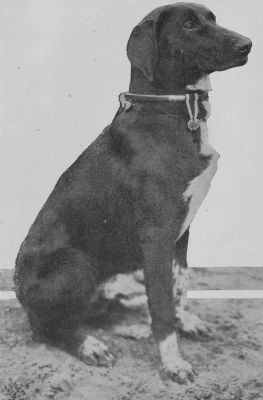 german-dog-wearing-iron-cross-for-saving-his-regiment-by-warning-them-of-russian-night-attack.jpg