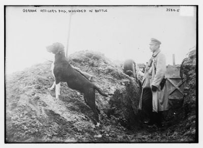 german-officers-dog-wounded-in-battle.jpg