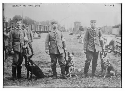 german-red-cross-dogs.jpg