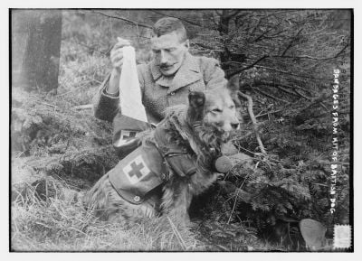 getting-bandages-from-kit-of-british-dog.jpg