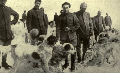 italian-red-cross-dogs.jpg