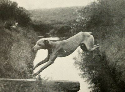 messenger-dog.jpg