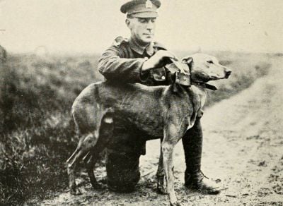 placing-a-message-in-dogs-collar.jpg