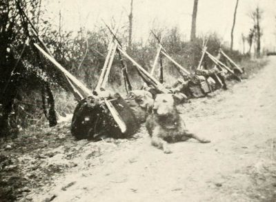 sentry-dog-guarding-kit-on-western-front.jpg