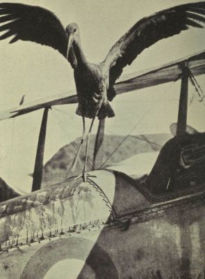 stork-which-landed-on-british-aircraft.jpg