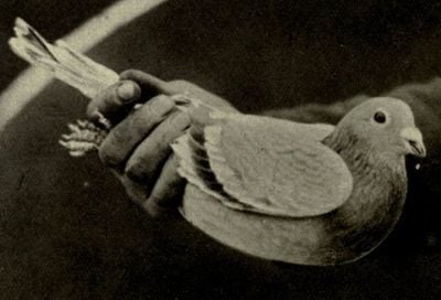 swift-a-british-carrier-pigeon.jpg