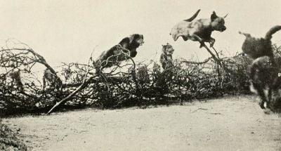 training-messenger-dogs-to-cross-barbed-wire-entanglements.jpg
