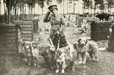 war-dogs-in-training.jpg
