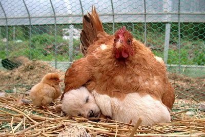 chickendog.jpg