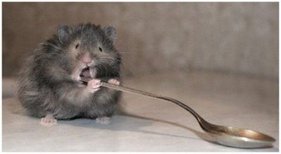 funnyratphotos.jpg