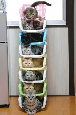 cat-tower.jpg