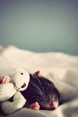 sleeping mouse.jpg
