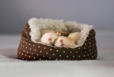 cute-rats.jpg