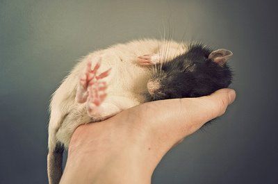 rat-sleep.jpg