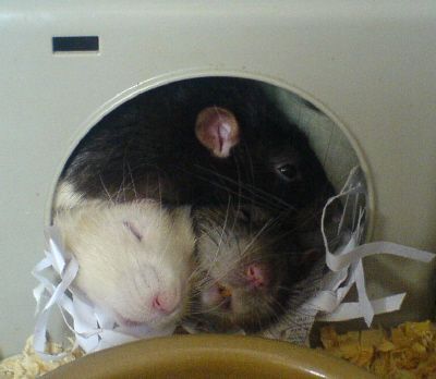 sleeping-rats2.jpg