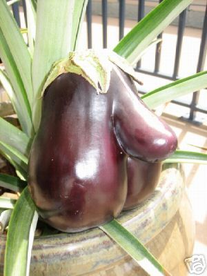eggplant2.jpg