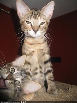 cat_photobomb_2_20091011_1367294307.jpg