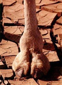 camel_toe_hoof.jpg