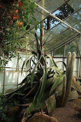 agavepa0911_468x704.jpg